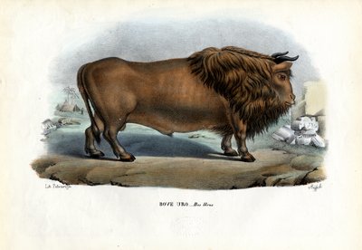 Aurochs, 1863-79 - Raimundo Petraroja